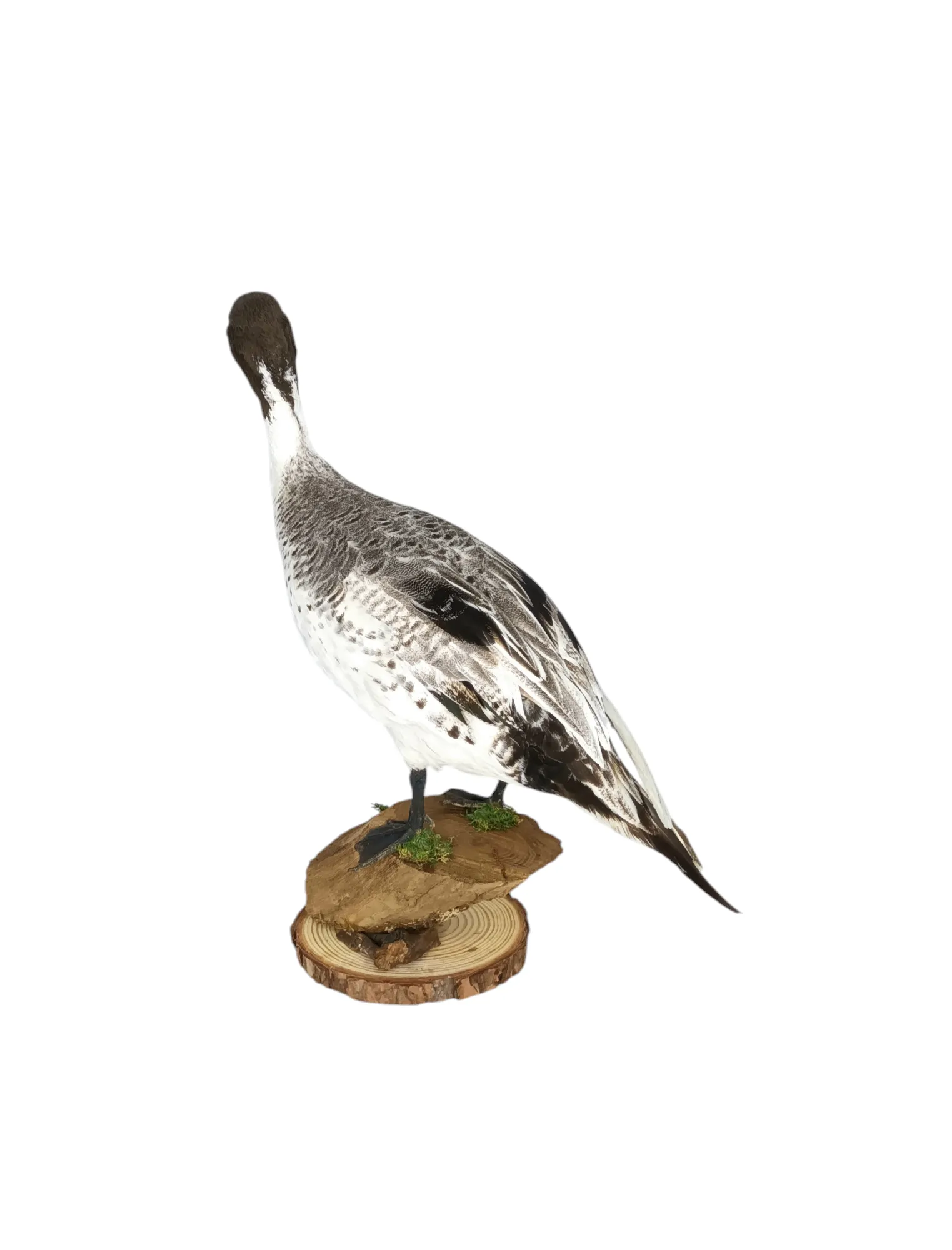 Taxidermy Male Northern Silver Pintail. Log no 604a. - Image 3