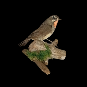 Taxidermy Victorian Siberian Rubythroat. Log no 642a.