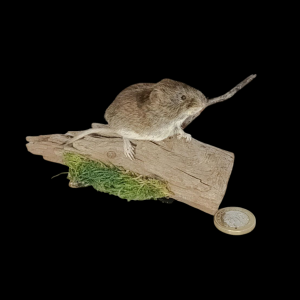 Taxidermy Bank Vole. Log no 100.