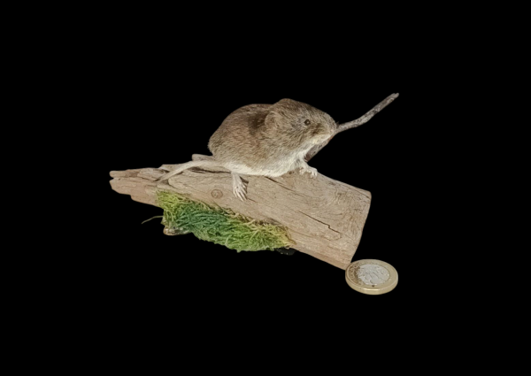 Taxidermy Bank Vole. Log no 100.