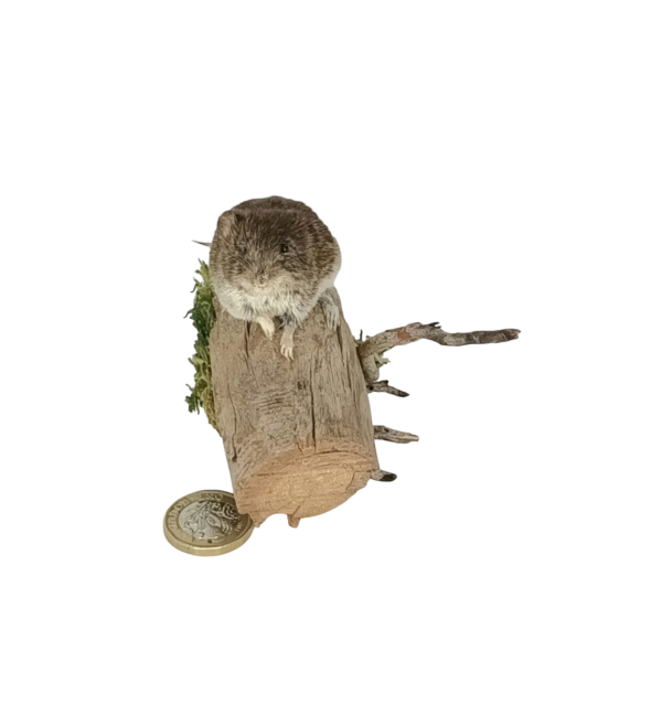 Taxidermy Bank Vole. Log no 100. - Image 2
