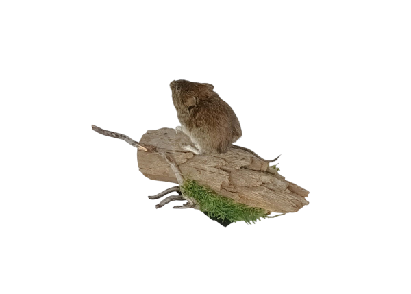 Taxidermy Bank Vole. Log no 100. - Image 5