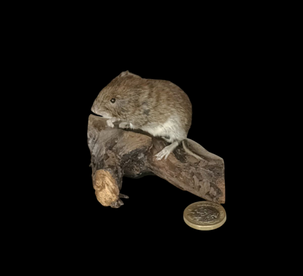Taxidermy Bank Vole. Log no 106.