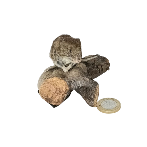 Taxidermy Bank Vole. Log no 106. - Image 4