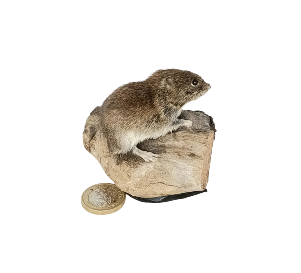 Taxidermy Bank Vole. Log no 106. - Image 2