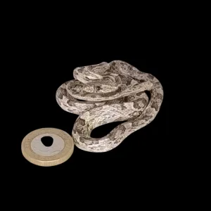 Taxidermy Corn Snake. Log no 93.