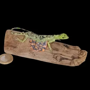 Taxidermy Flying Lizard. Log no 83.