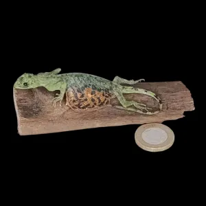 Taxidermy Flying Lizard. Log no 85