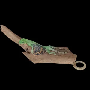 Taxidermy Flying Lizard. Log no 87.
