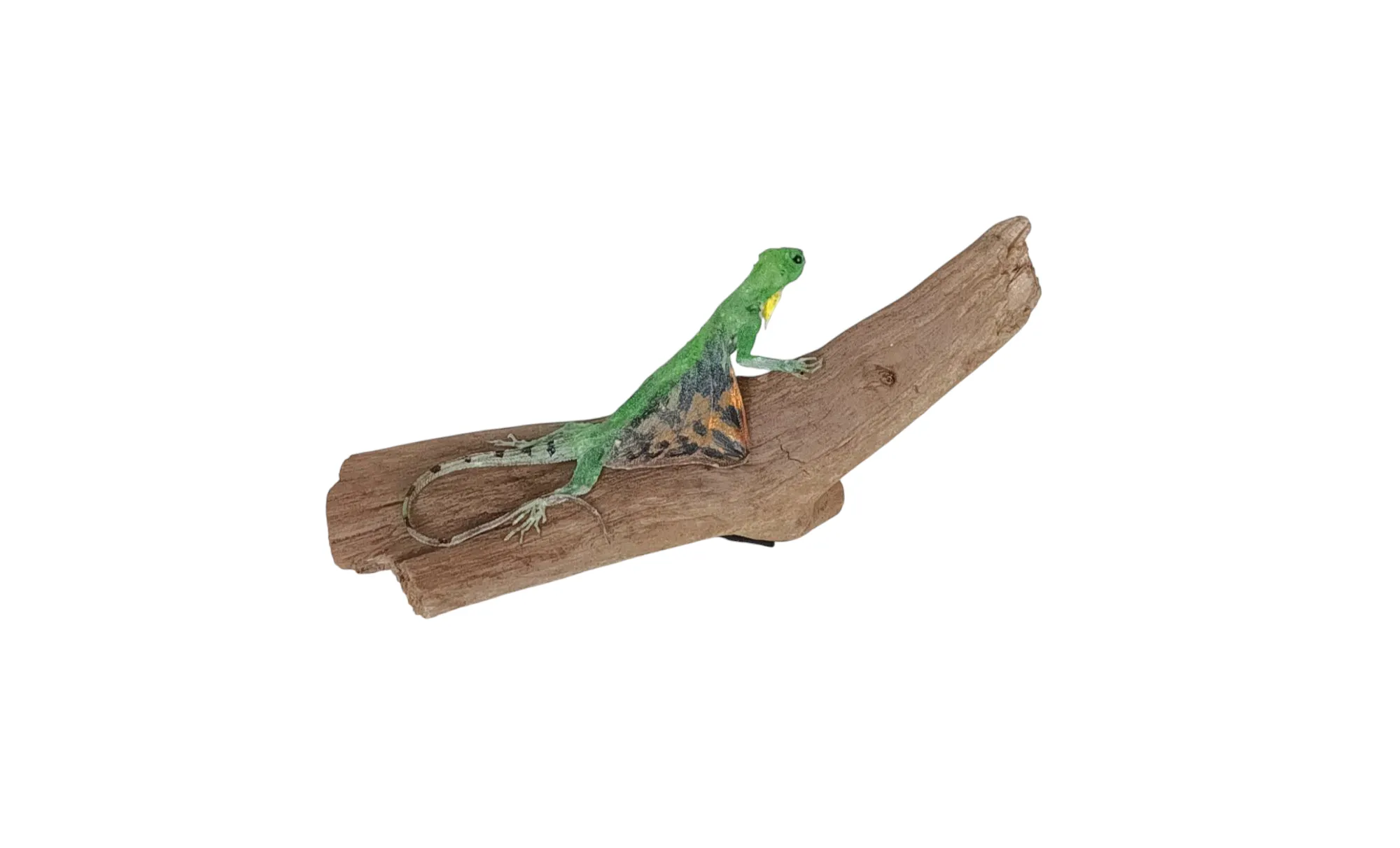 SOLD - Taxidermy Flying Lizard. Log no 87. - Image 2
