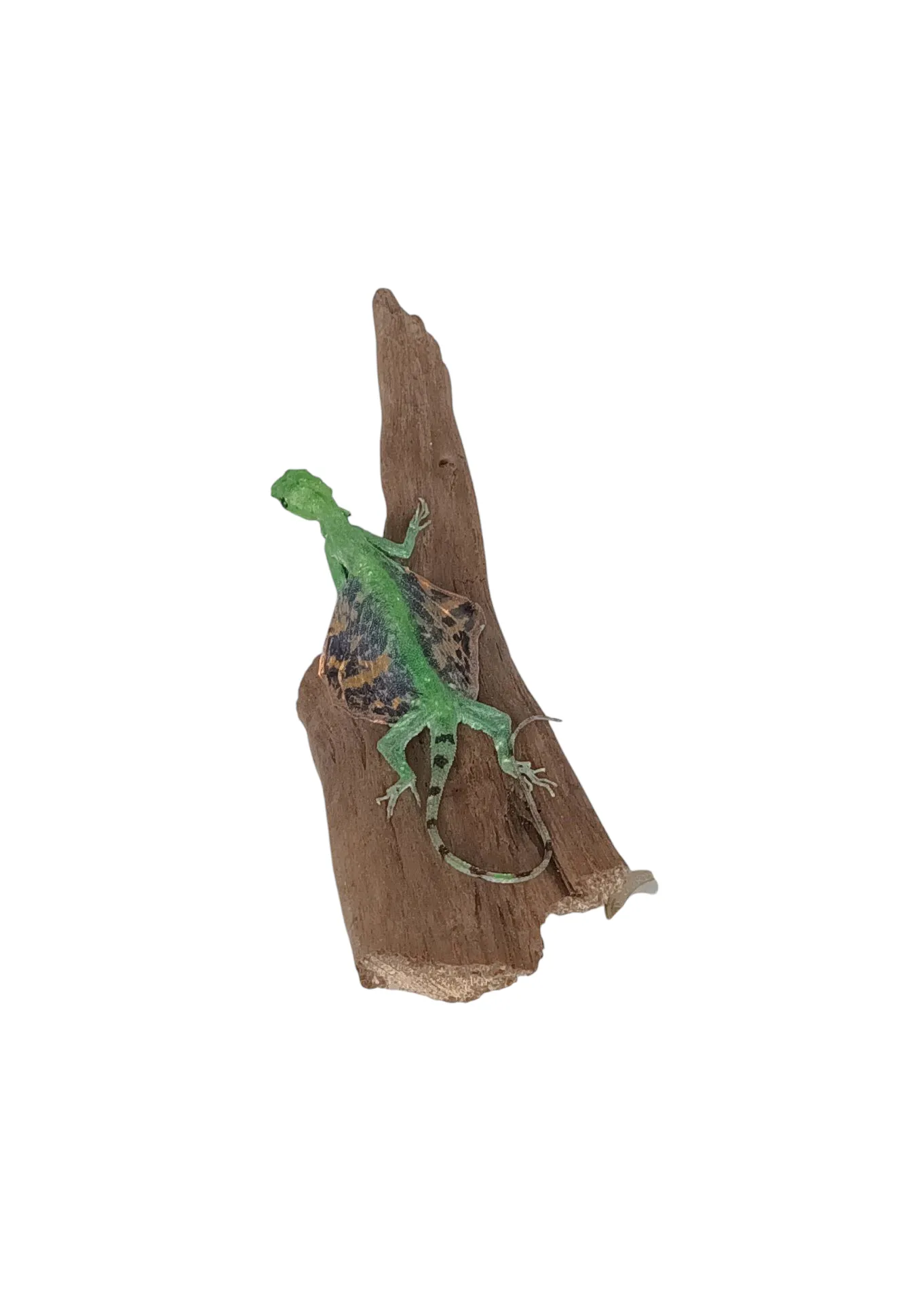 SOLD - Taxidermy Flying Lizard. Log no 87. - Image 3
