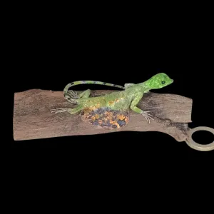 Taxidermy Flying Lizard. Log no 89.