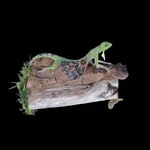 Taxidermy Flying Lizard. Log no 91.