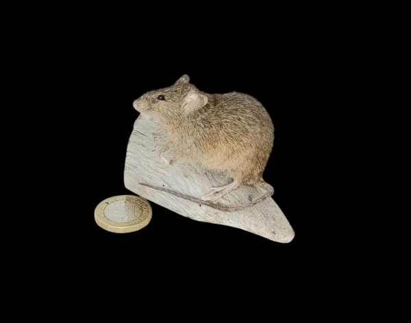 SOLD - Taxidermy House Mouse. Log no 103.