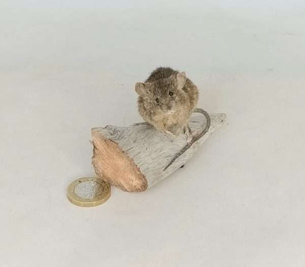 SOLD - Taxidermy House Mouse. Log no 103. - Image 3