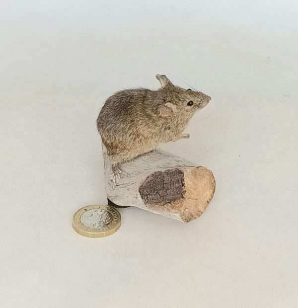 SOLD - Taxidermy House Mouse. Log no 103. - Image 2