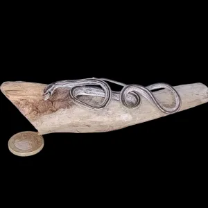 Taxidermy Tiny Lined Snake. Log no 90.