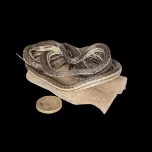 Taxidermy Tiny Lined Snake. Log no 92.