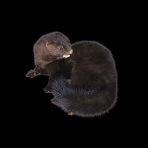 Taxidermy American Mink. Log no 94.