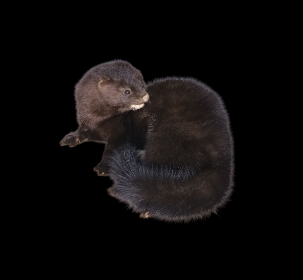 Taxidermy American Mink. Log no 94.