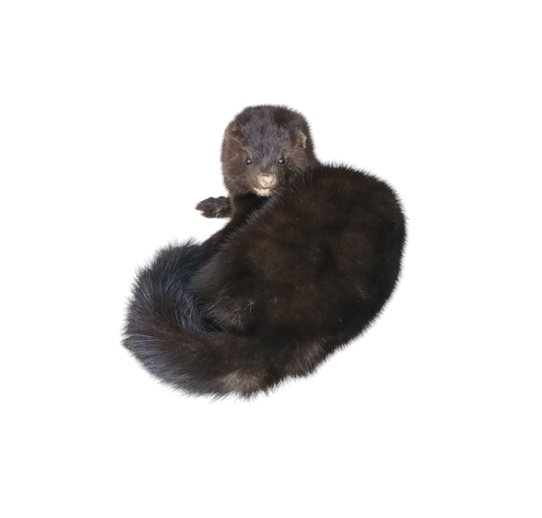 Taxidermy American Mink. Log no 94. - Image 4