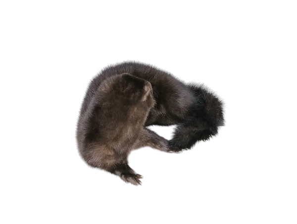 Taxidermy American Mink. Log no 94. - Image 2