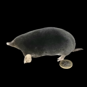 Taxidermy Crawling Mole. Log no 105.