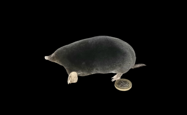 Taxidermy Crawling Mole. Log no 105.