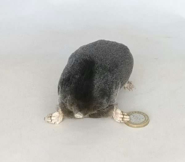 Taxidermy Crawling Mole. Log no 105. - Image 2