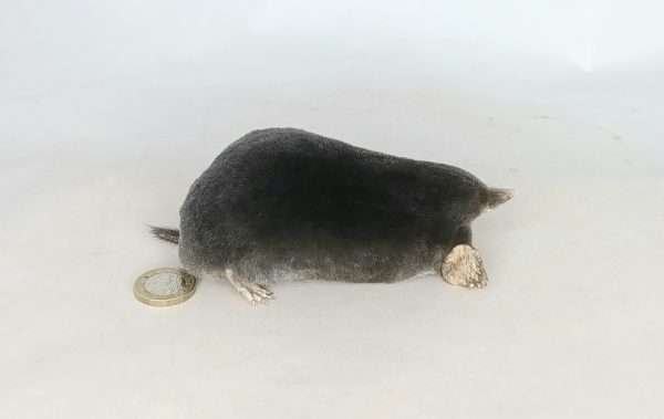 Taxidermy Crawling Mole. Log no 105. - Image 3