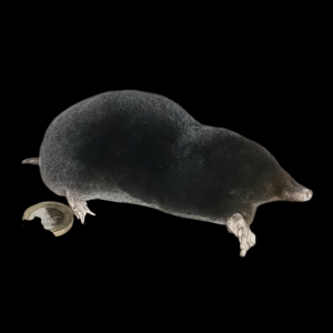 Taxidermy Crawling Mole. Log no 84.