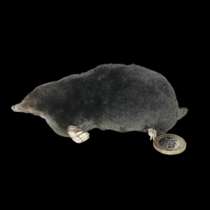 Taxidermy Crawling Mole. Log no 99.