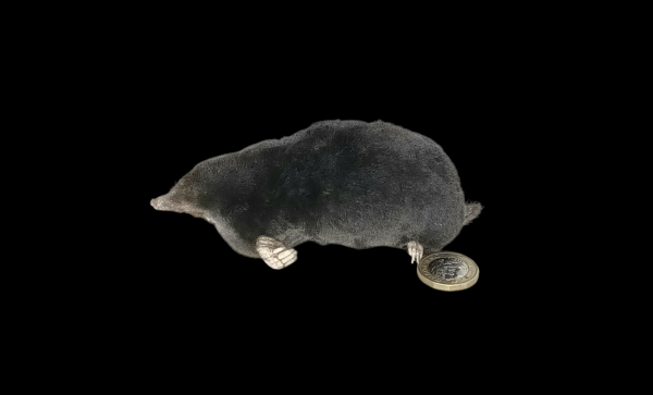 Taxidermy Crawling Mole. Log no 99.