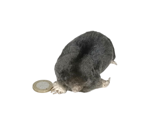 Taxidermy Crawling Mole. Log no 99. - Image 2