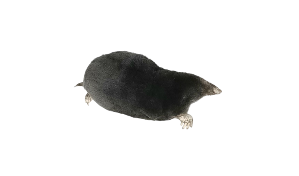 Taxidermy Crawling Mole. Log no 99. - Image 3