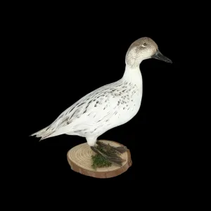 Taxidermy Female Northern Silver Pintail. Log no 605a.