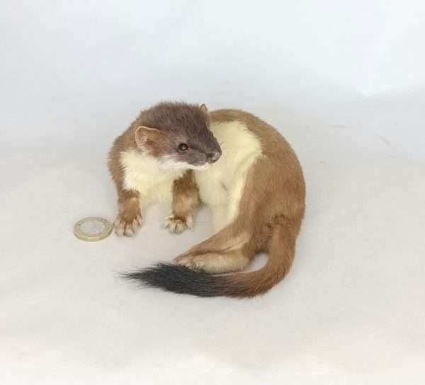Taxidermy Stoat. Log no 104. - Image 4