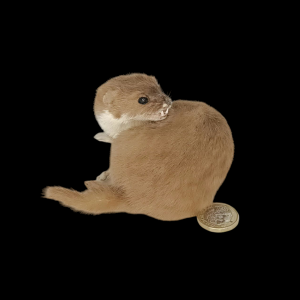 Taxidermy Adult Weasel. Log no 108.