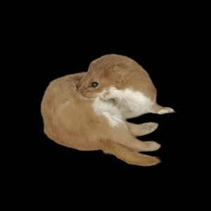 Taxidermy Adult Weasel. Log no 95.