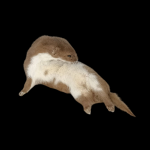 Taxidermy Adult Weasel. Log no 98.