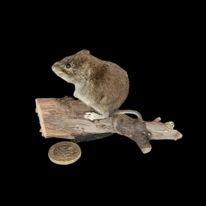 Taxidermy Bank Vole. Log no 112