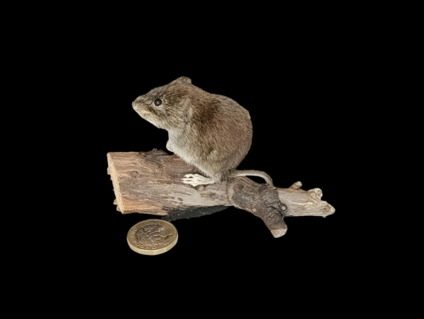 Taxidermy Bank Vole. Log no 112