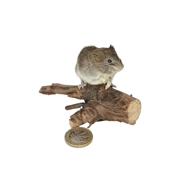 Taxidermy Bank Vole. Log no 112 - Image 4