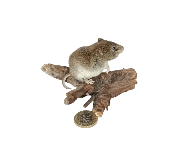 Taxidermy Bank Vole. Log no 112 - Image 3