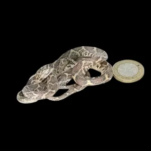 Taxidermy Tiny Corn Snake. Log no 111.