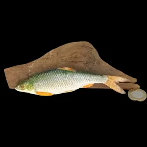 SOLD - Taxidermy Tiny Common Dace. Log no 117.