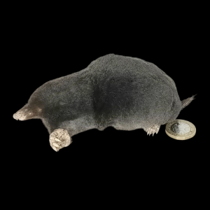 Taxidermy Crawling Mole. Log no 109.