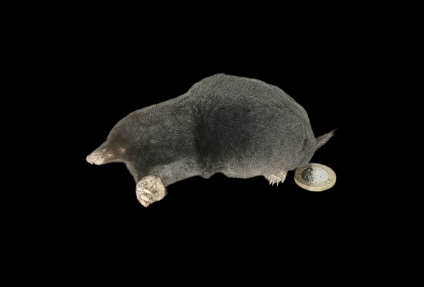 Taxidermy Crawling Mole. Log no 109.