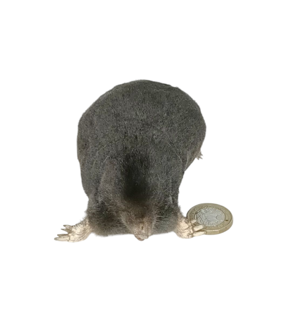 Taxidermy Crawling Mole. Log no 109. - Image 2