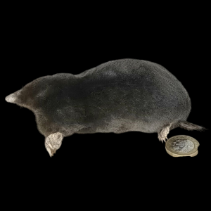 Taxidermy Crawling Mole. Log no 116.